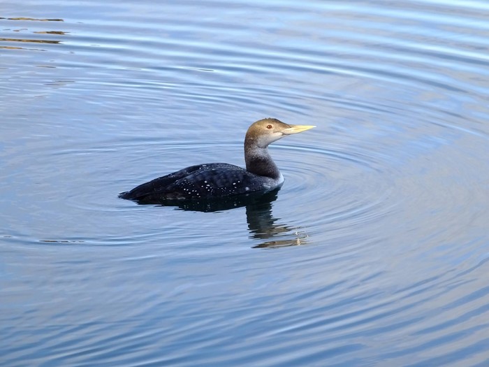 White-billed Diver