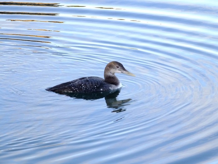 White-billed Diver