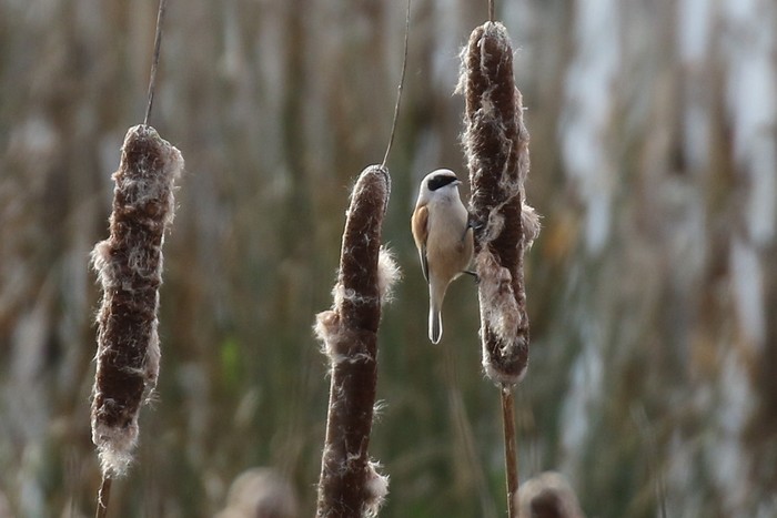 Penduline Tit