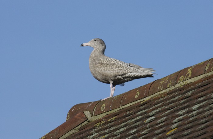 Glaucous Gull