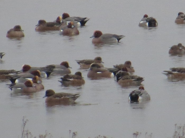 American Wigeon