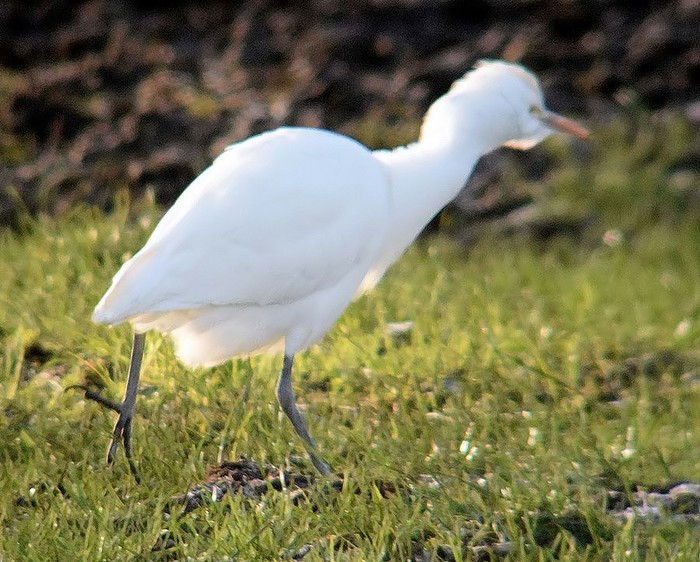 Cattle Egret