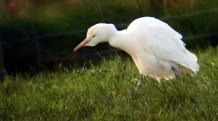 Cattle Egret