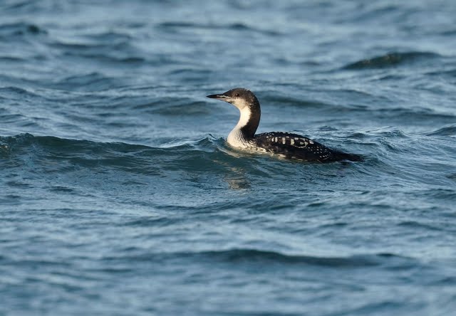 Pacific Diver
