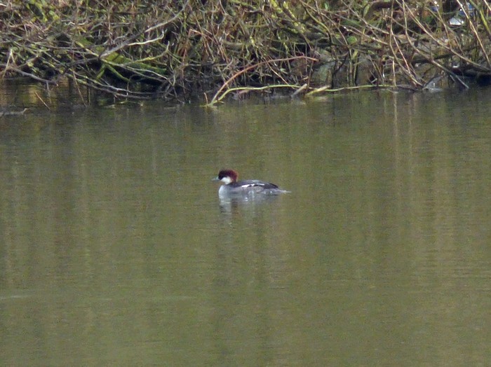 Smew