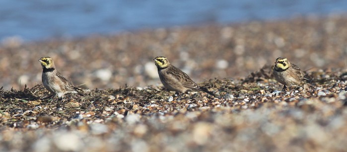 Shorelark