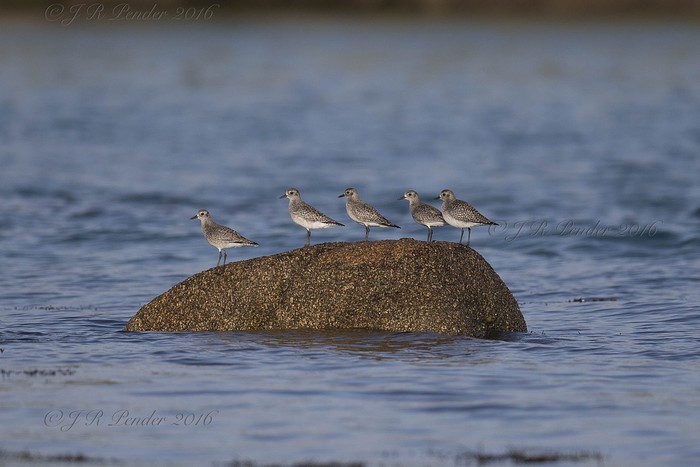 Grey Plover