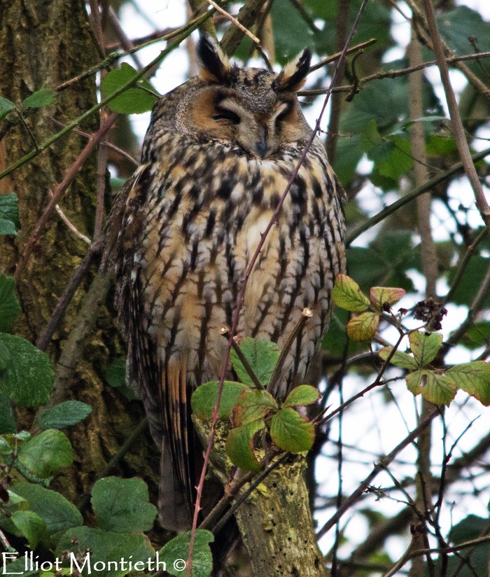 Long-eared Owl