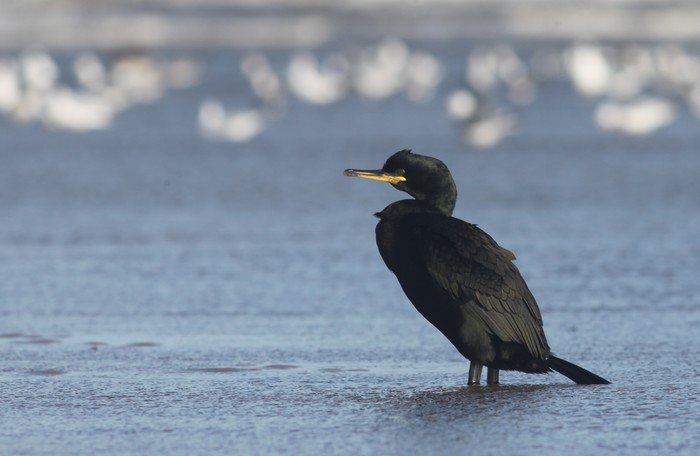 Shag