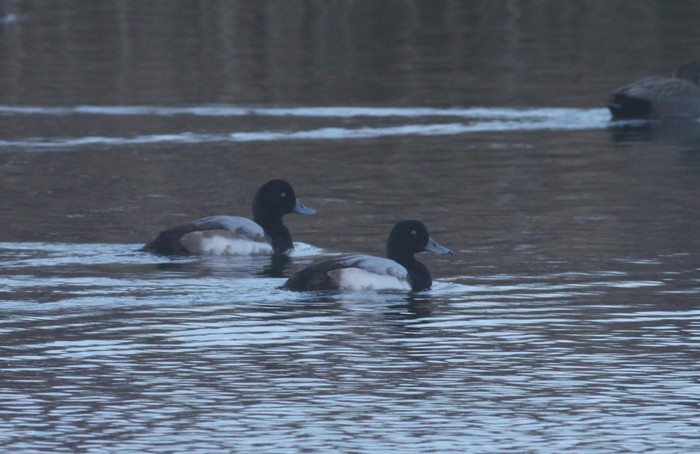 Scaup