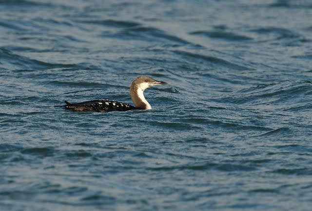 Pacific Diver