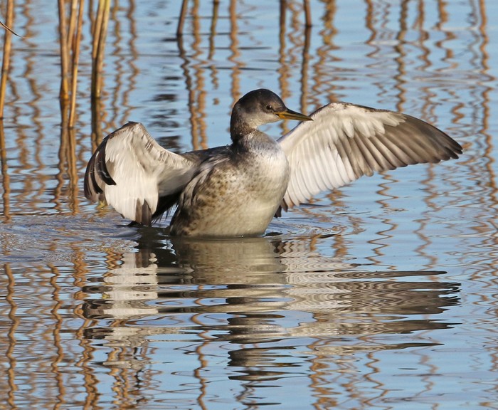 Red-necked Grebe