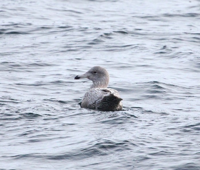 Glaucous Gull