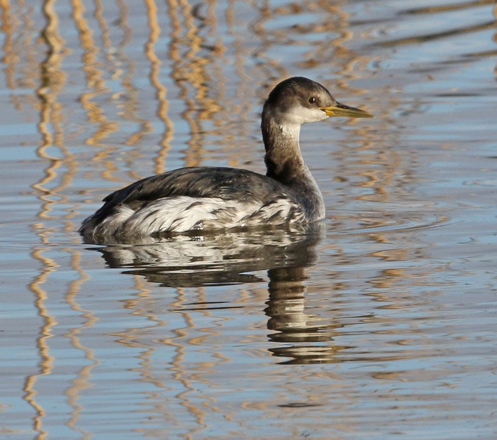 Red-necked Grebe