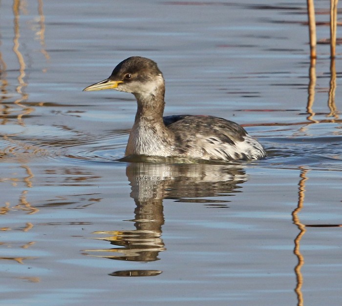 Red-necked Grebe