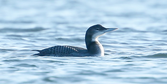 Great Northern Diver