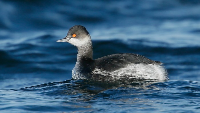 Black-necked Grebe
