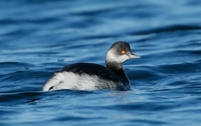 Black-necked Grebe