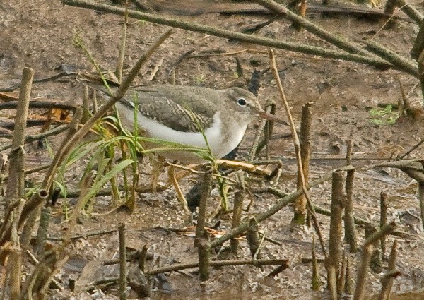 Spotted Sandpiper