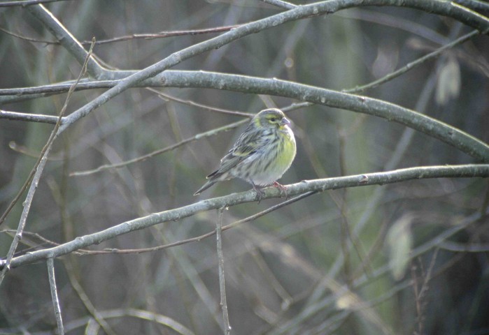 Serin
