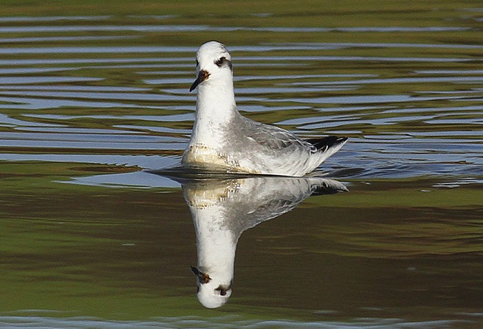 Grey Phalarope