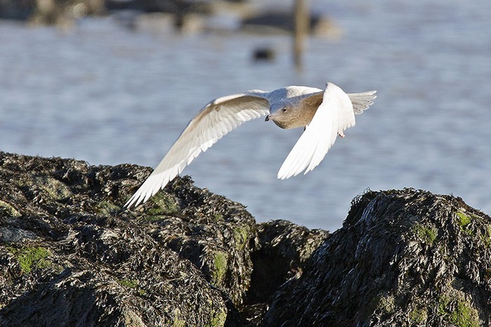 Glaucous Gull