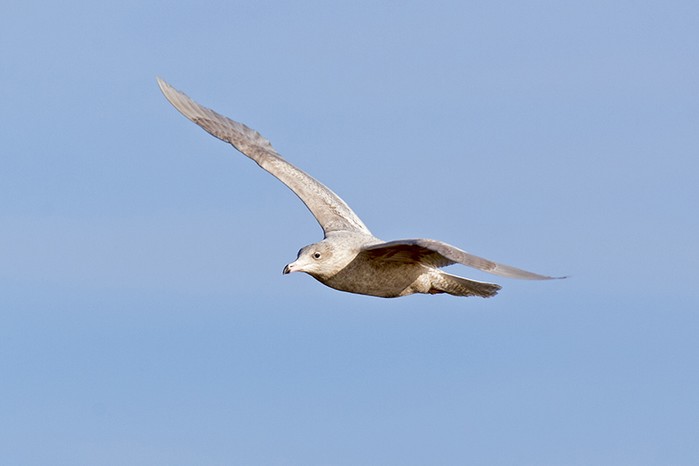 Glaucous Gull