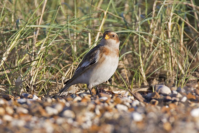 Snow Bunting