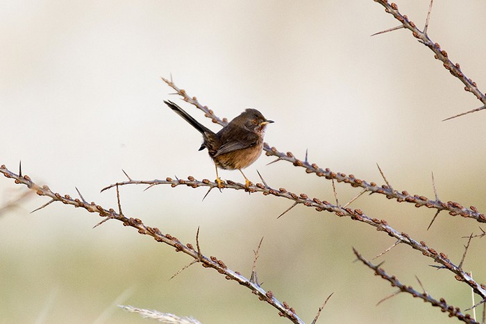 Dartford Warbler