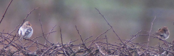 Coues's Arctic Redpoll