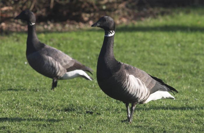 Black Brant (hybrid?)