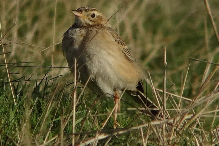 Richard's Pipit
