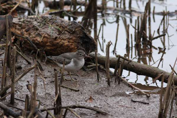 Spotted Sandpiper