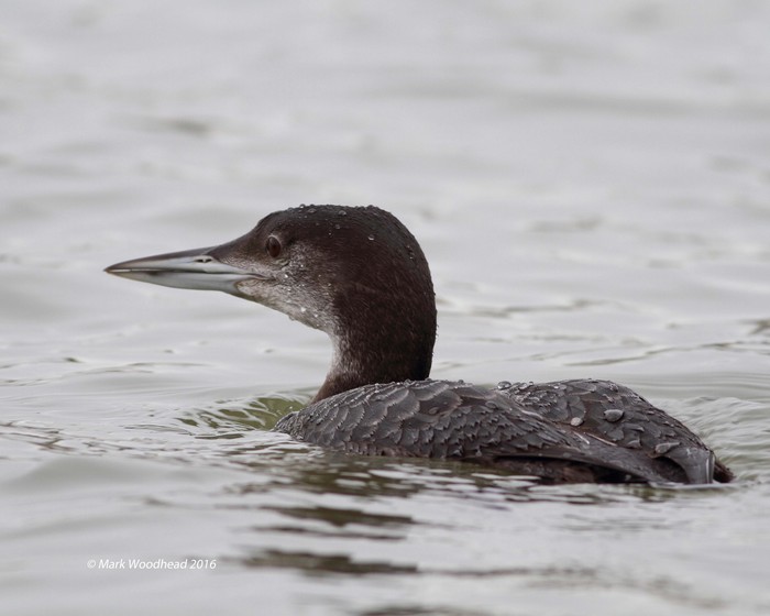 Great Northern Diver