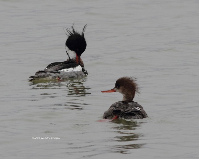 Red-breasted Merganser