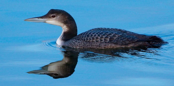 Great Northern Diver