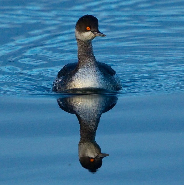 Black-necked Grebe