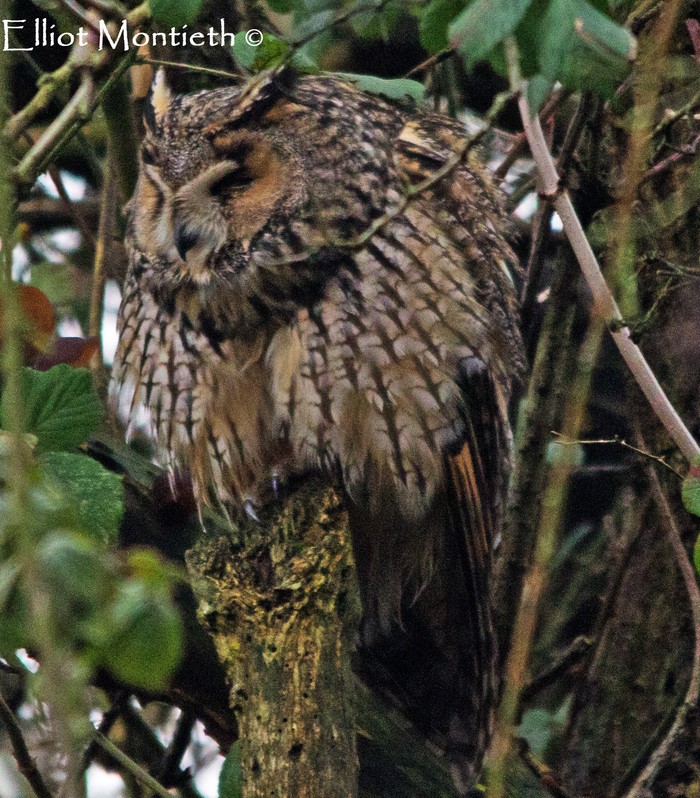 Long-eared Owl
