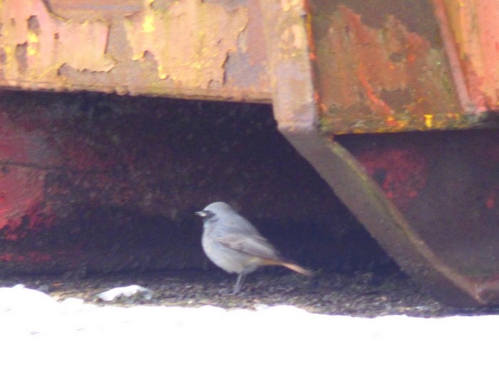Black Redstart