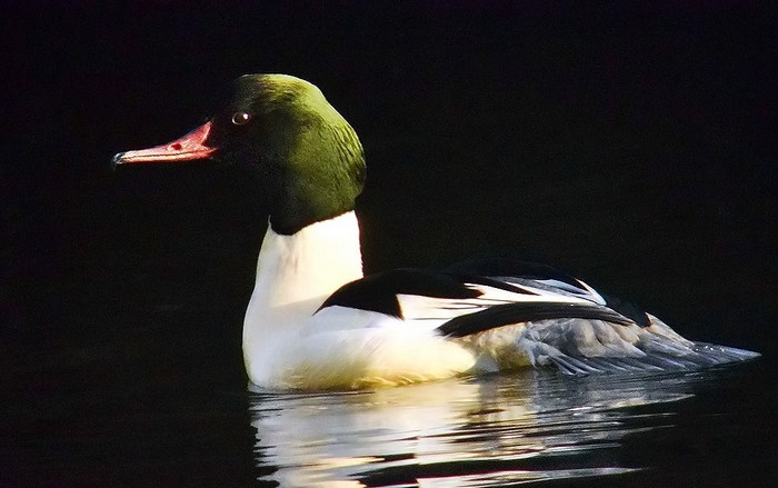 Goosander