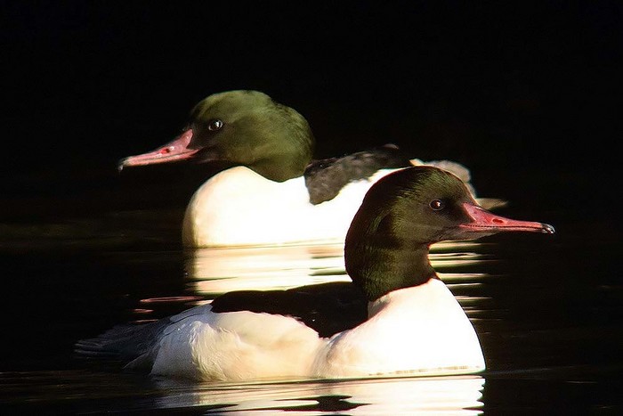 Goosander
