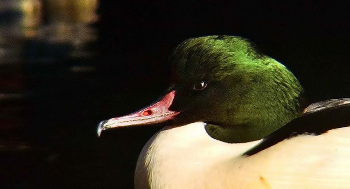 Goosander