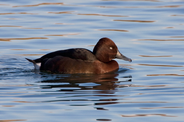 Ferruginous Duck