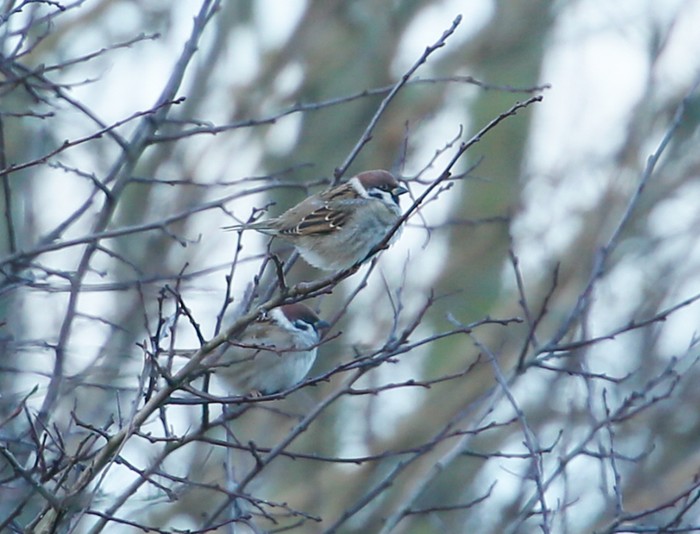 Tree Sparrow