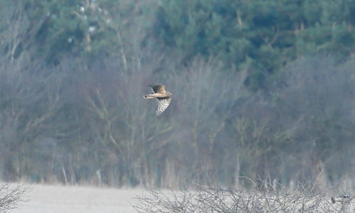 Hen Harrier