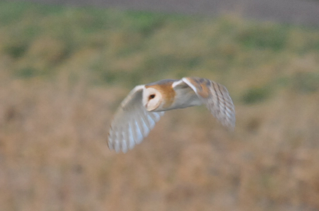 Barn Owl