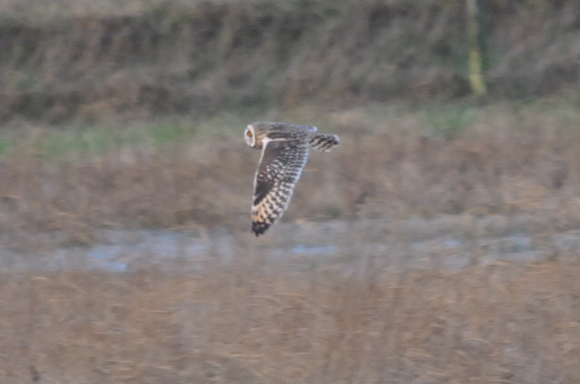 Short-eared Owl