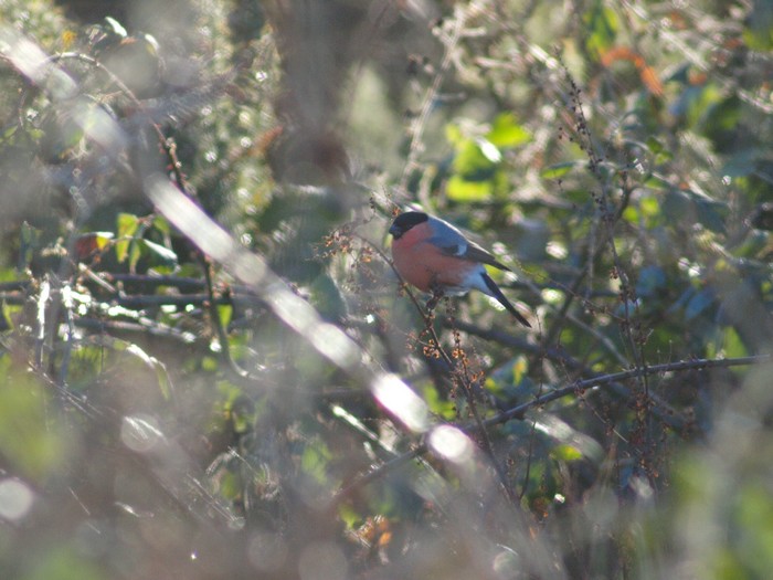 Bullfinch