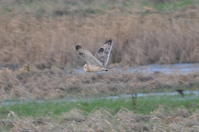 Short-eared Owl
