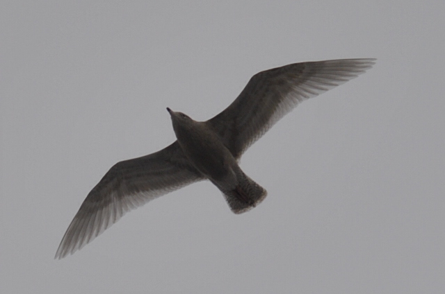 Glaucous Gull